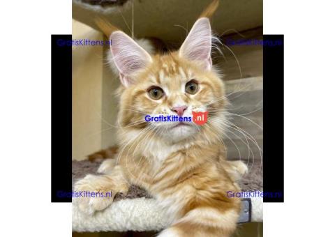 Maine Coon-kittens hebben een nieuw huis nodig