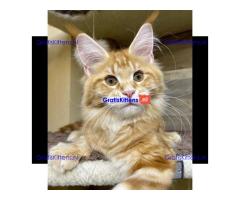 Maine Coon-kittens hebben een nieuw huis nodig