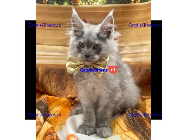 Ik verkoop mannelijke en vrouwelijke Maine Coon-kittens