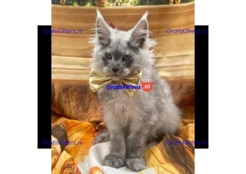 Ik verkoop mannelijke en vrouwelijke Maine Coon-kittens