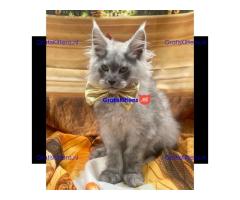 Ik verkoop mannelijke en vrouwelijke Maine Coon-kittens