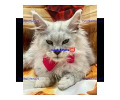 Ik verkoop mannelijke en vrouwelijke Maine Coon-kittens