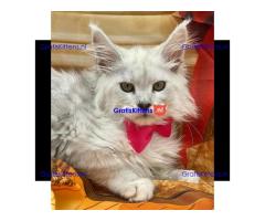 Ik verkoop mannelijke en vrouwelijke Maine Coon-kittens
