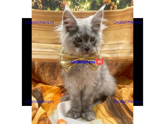 Ik verkoop mannelijke en vrouwelijke Maine Coon-kittens