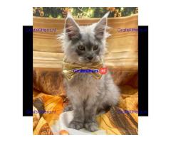 Ik verkoop mannelijke en vrouwelijke Maine Coon-kittens