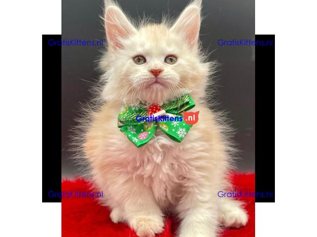 Ik verkoop mannelijke en vrouwelijke Maine Coon katten