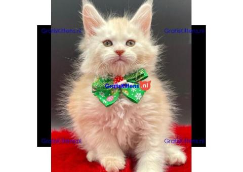 Ik verkoop mannelijke en vrouwelijke Maine Coon katten