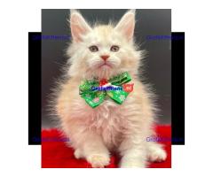 Ik verkoop mannelijke en vrouwelijke Maine Coon katten