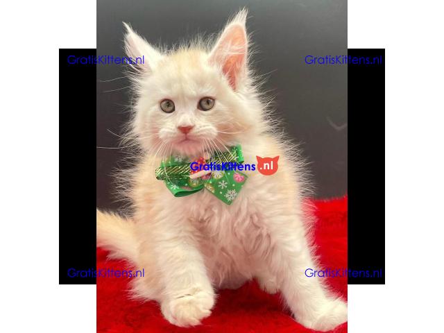 Ik verkoop mannelijke en vrouwelijke Maine Coon katten