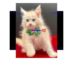 Ik verkoop mannelijke en vrouwelijke Maine Coon katten