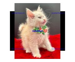 Ik verkoop mannelijke en vrouwelijke Maine Coon katten