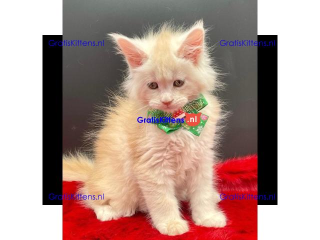 Ik verkoop mannelijke en vrouwelijke Maine Coon katten