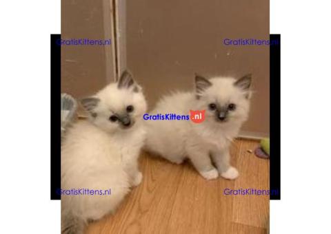 Prachtige GCCF Ragdoll Kittens.