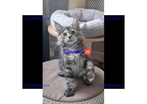 Volbloed Maine Coons