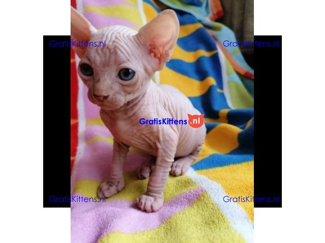 Gezonde mannelijke en vrouwelijke Sphynx-kittens Op zoek naar nieuwe huizen