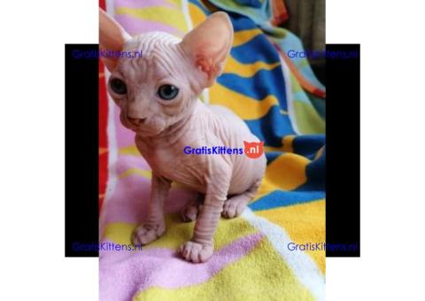 Gezonde mannelijke en vrouwelijke Sphynx-kittens Op zoek naar nieuwe huizen