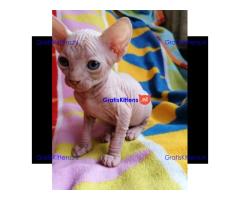 Gezonde mannelijke en vrouwelijke Sphynx-kittens Op zoek naar nieuwe huizen