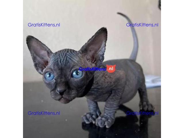 Gezonde mannelijke en vrouwelijke Sphynx-kittens Op zoek naar nieuwe huizen