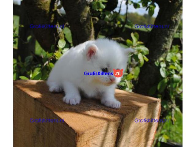 Prachtige Perzische Kittens hebben een nieuw gezin nodig