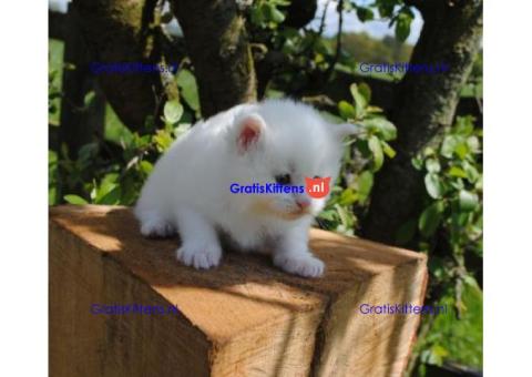 Prachtige Perzische Kittens hebben een nieuw gezin nodig