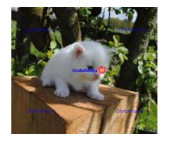 Prachtige Perzische Kittens hebben een nieuw gezin nodig