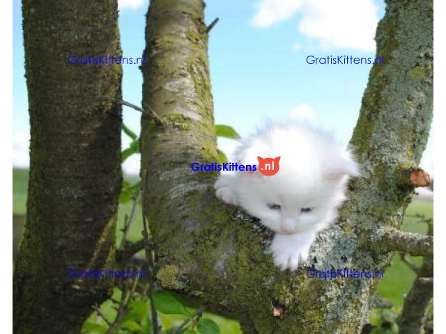 Prachtige Perzische Kittens hebben een nieuw gezin nodig