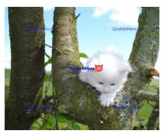 Prachtige Perzische Kittens hebben een nieuw gezin nodig