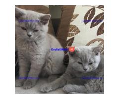 Gezonde Scottish Fold-kittens