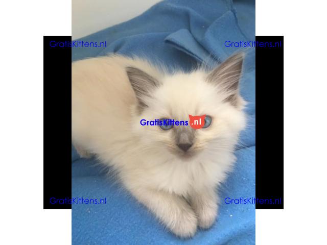 Thuis opgegroeide Ragdoll-kittens