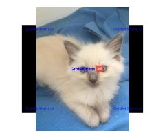 Thuis opgegroeide Ragdoll-kittens