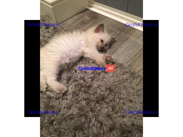 Thuis opgegroeide Ragdoll-kittens