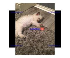 Thuis opgegroeide Ragdoll-kittens