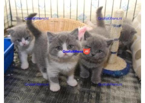 Britse Korthaar Kittens