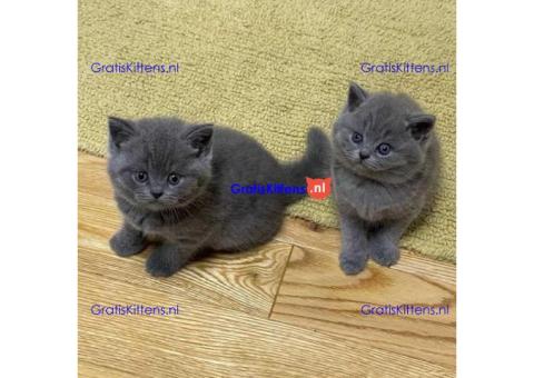Britse Korthaar Kittens