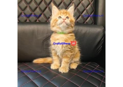 Maine Coon kitten