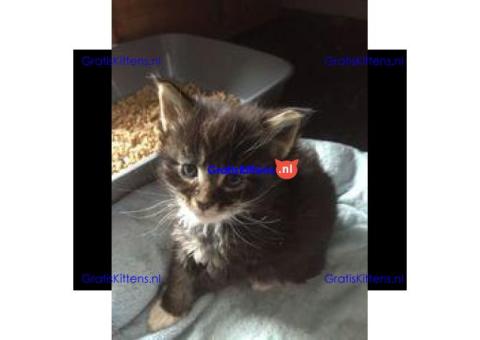 maine coon kitten