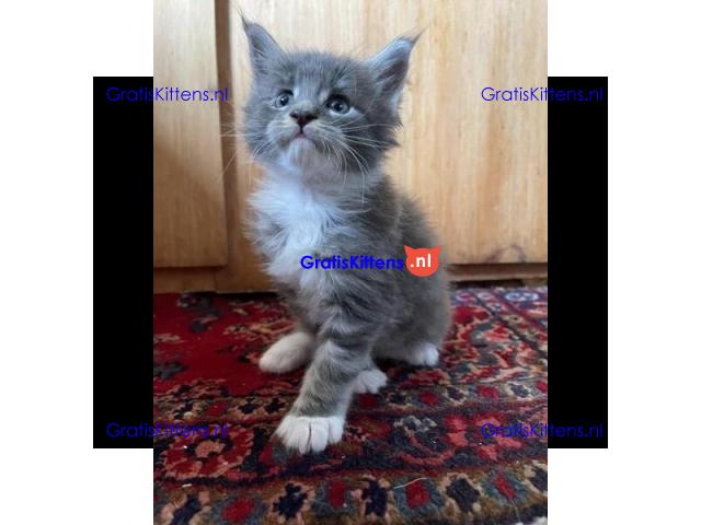 Britse Korthaar Kittens