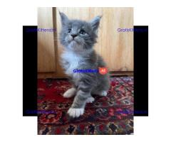 Britse Korthaar Kittens