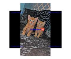Britse Korthaar Kittens