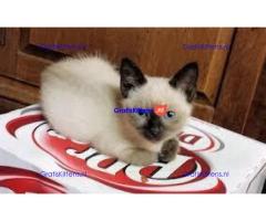 Ragdoll Kittens.