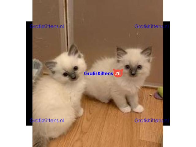 Ragdoll Kittens.