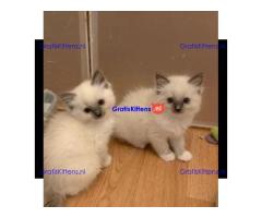 Ragdoll Kittens.