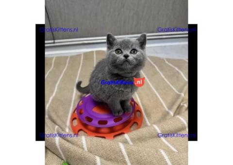 Britse Korthaar Kittens