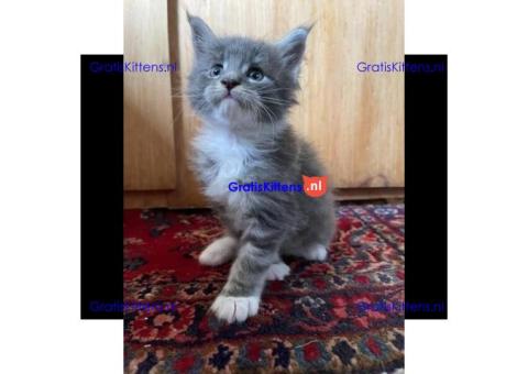 Maine Coon kitten