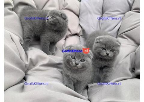 Britse Korthaar Kittens