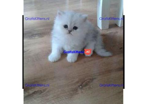 persian