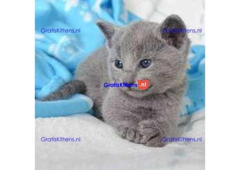 russian kitten