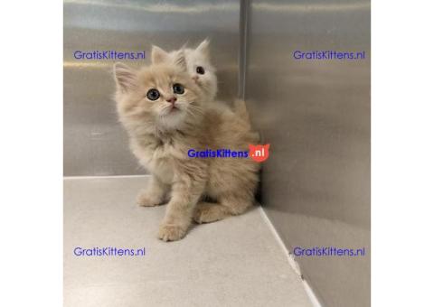 Maine Coon kitten