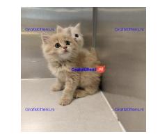 Maine Coon kitten