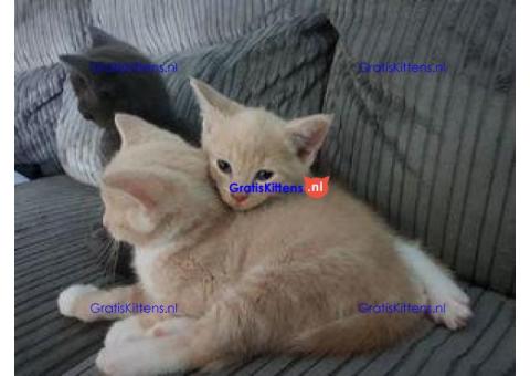 Russian kitten